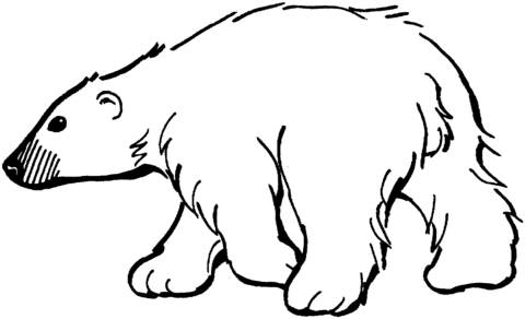 Polar Bear Coloring Page